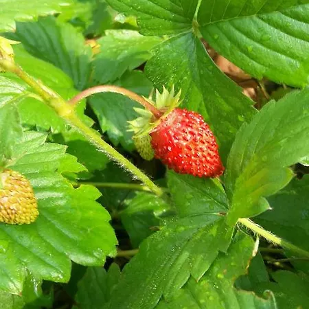 Il Giardino B&B 3* Pacentro